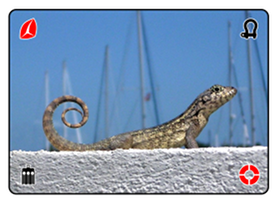 Bahama Curly Tail Lizard at Marsh Harbor Back